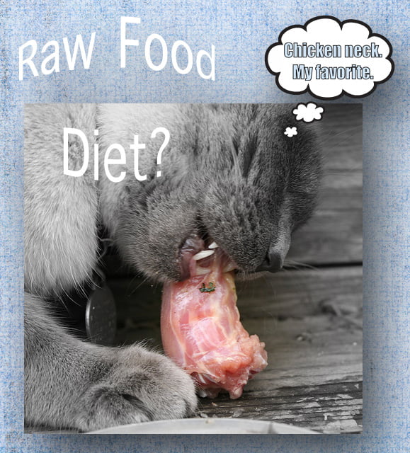 How Raw Food Cured My Cat’s Constipation