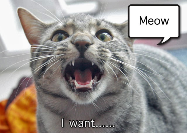 cat-meow-i-want.jpg