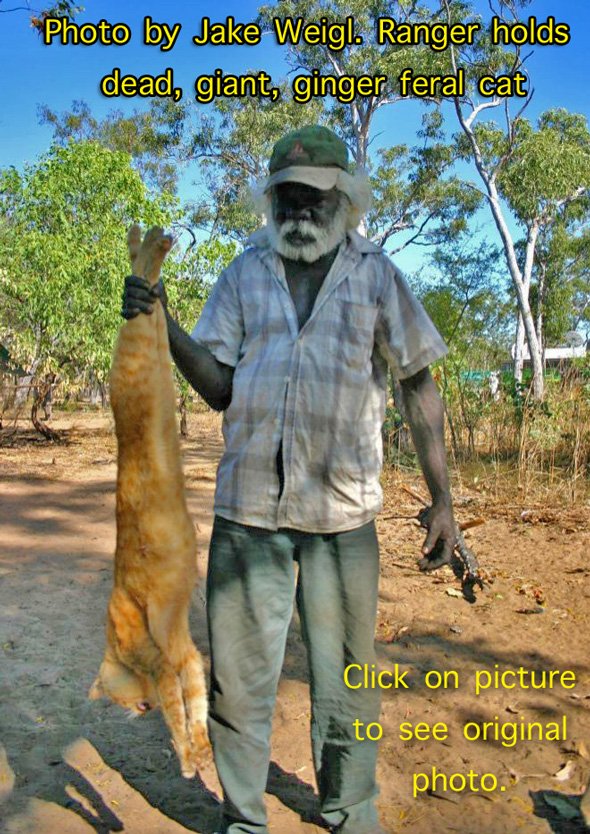 giant-australian-feral-cat-1.jpg