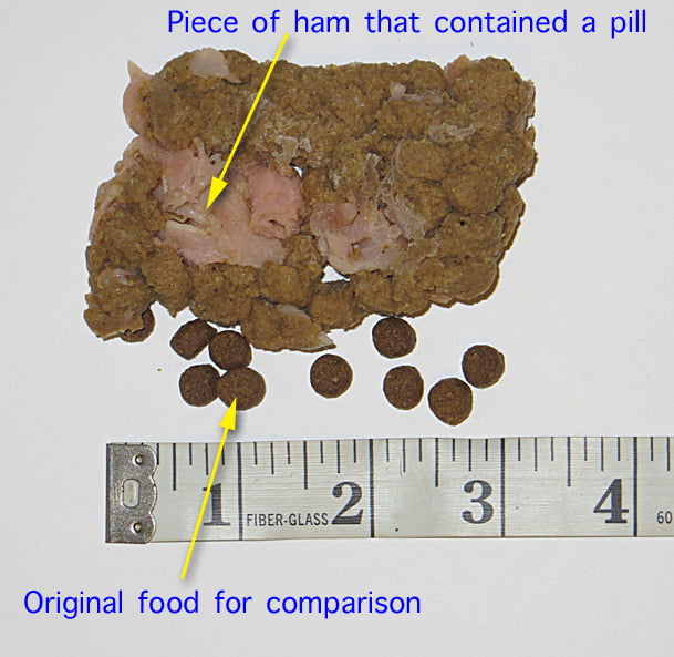 Why Dogs Throw Up Undigested Food,Gift Tag Template Google Docs
