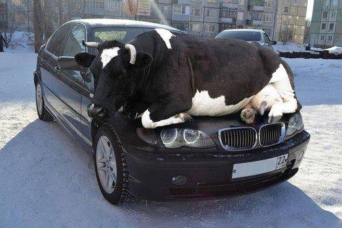 cows-keep-warm-by-resting-on-the-car-hood-while-cats-go-inside-the-engine-compartment.jpg