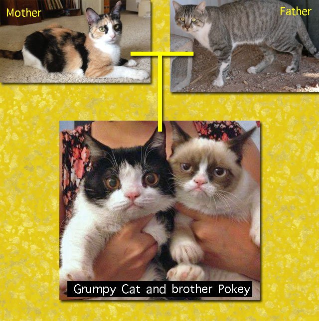grumpy pokey kitteh parents