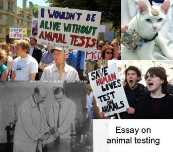 Example essays on animal experimentation
