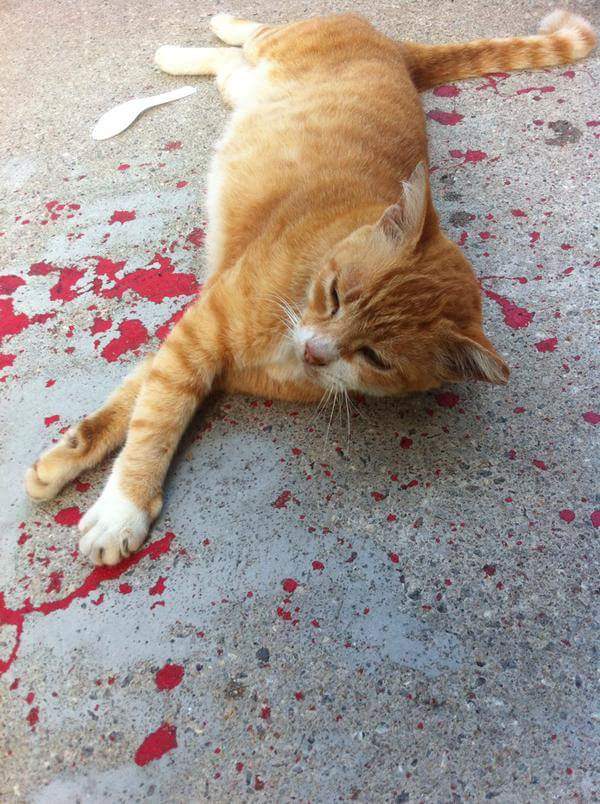 Sight Of Bloody Injured Cat Was Not What It Seemed