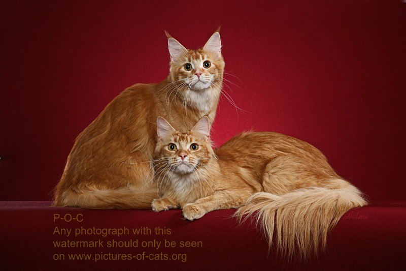 Red Maine Coons, At Last Cats