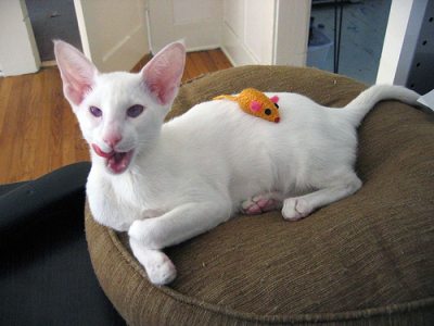 Albino Siamese cat – “Fanny”