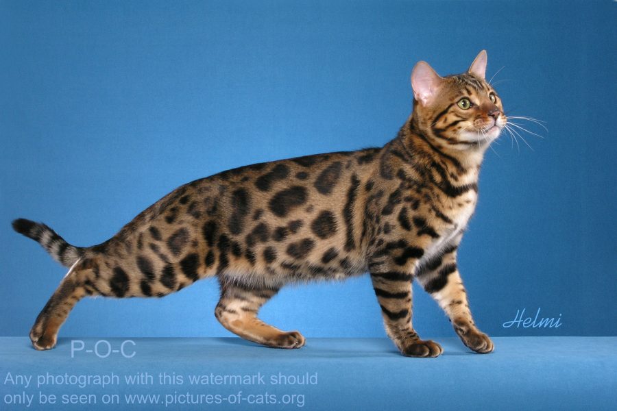Bengal Cat THRILLER | Pictures of Cats