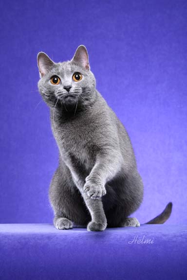 They are all grey cat breeds .