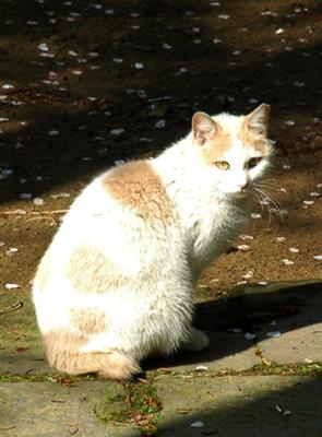 Japanese Bobtail cat