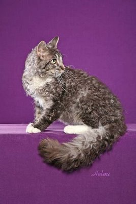 Необычные и редкие породы кошек и собак Laperm-cat-pictures-of-cats-8