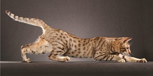 The Ocicat is another cat