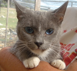 ojos-azules-rare-cat-found-in-australia-is-wombat-an-ojos-azules-21345209.jpg