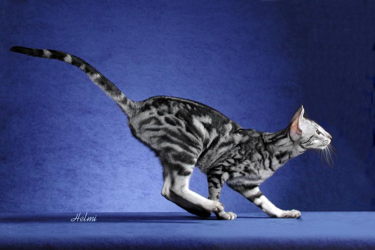 oriental-shorthair-cat-leaping.jpg