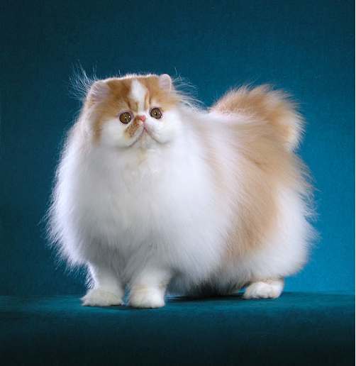 Persian Cat Breeds