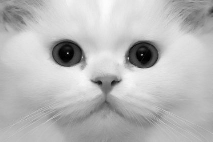 Doll Face Persian Cat