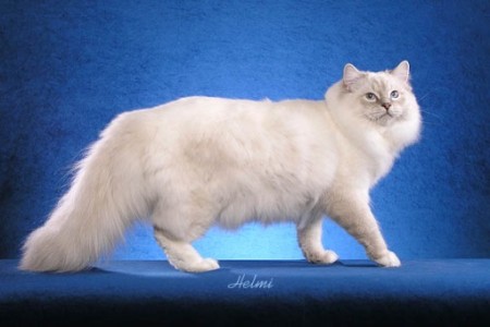Ragdoll cat, the 2nd largest