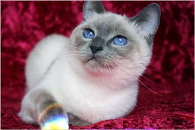 Blue point traditional Siamese
