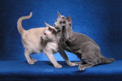Russian Blue Cat and Tonkinese