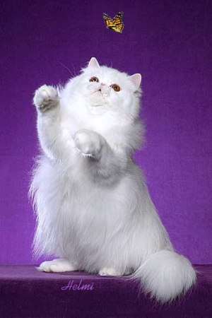 white Persian kitten