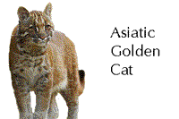Asiatic golden cat