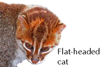 Flat-headed cat