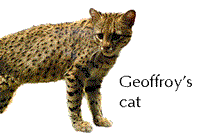 Geoffroy's cat