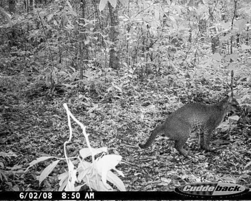 African golden cat. Camera trap photo: Gary P. Aronsen, research associate in the Department of Anthropology at Yale University, USA