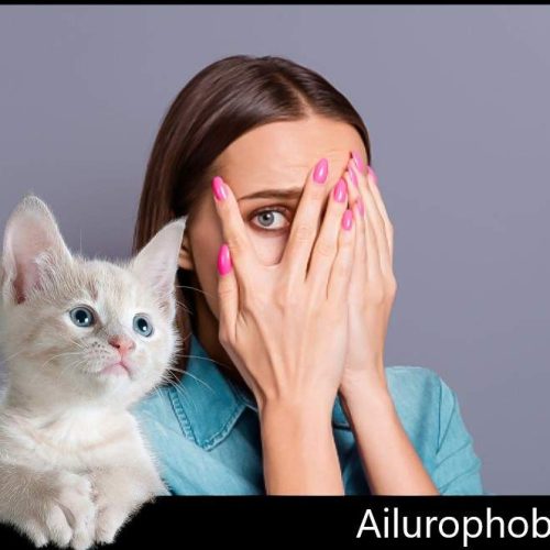 Ailurophobia
