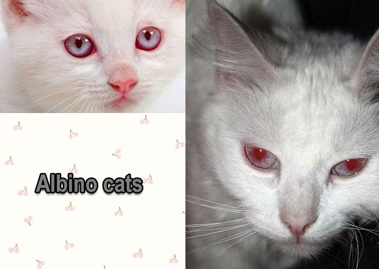 Albino cats