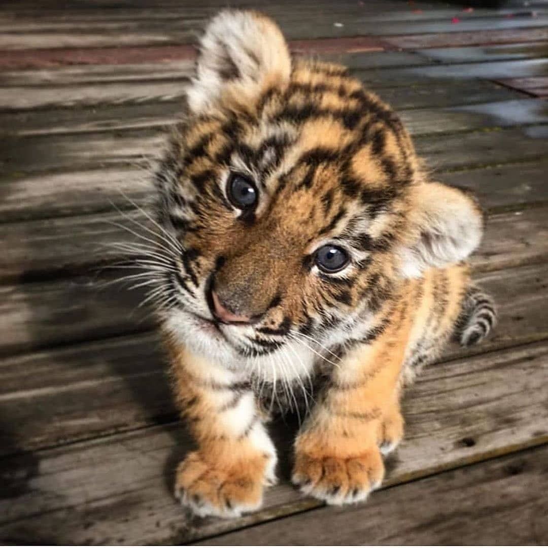 Baby tiger for sale online