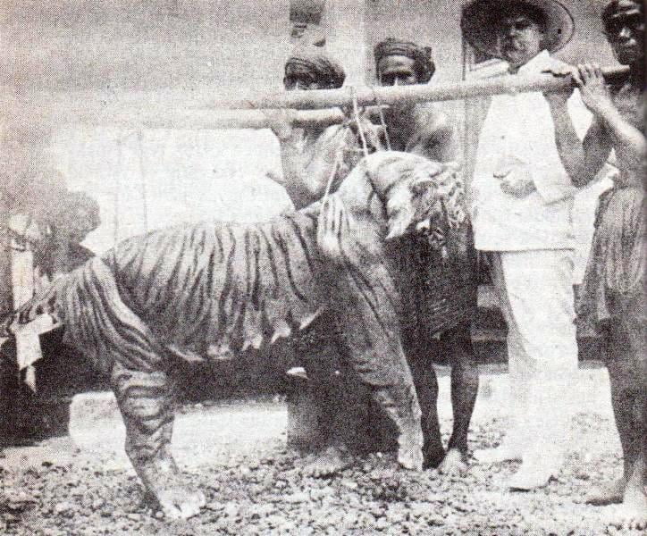 Bali tiger