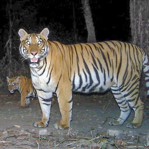 Bengal tigers in Nepal - camera trap image