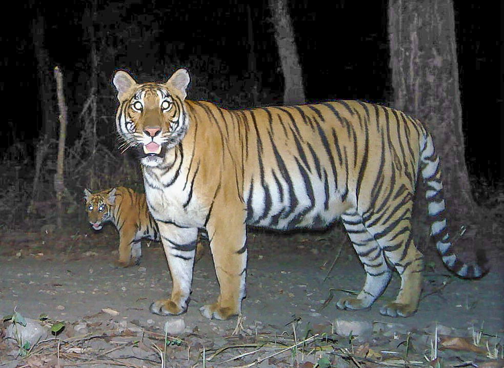 Bengal tigers in Nepal - camera trap image
