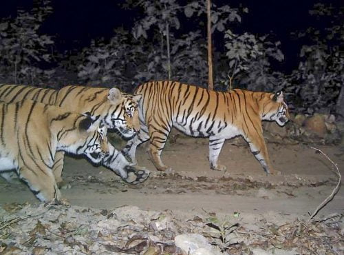 Bengal tigers in Nepal - camera trap image