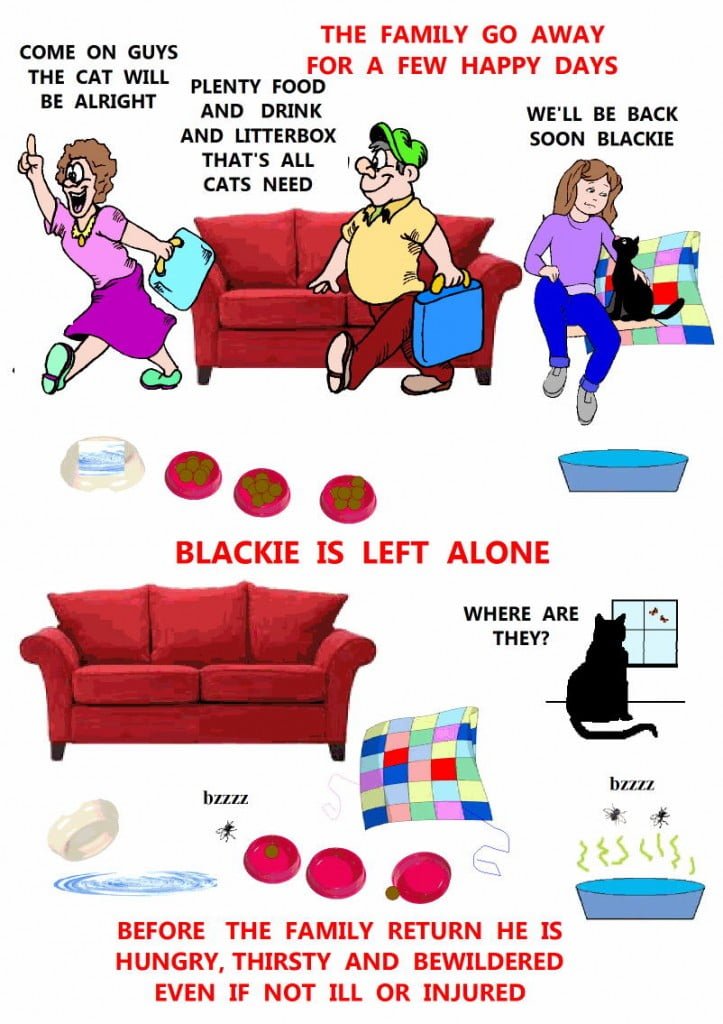 Blackie home alone