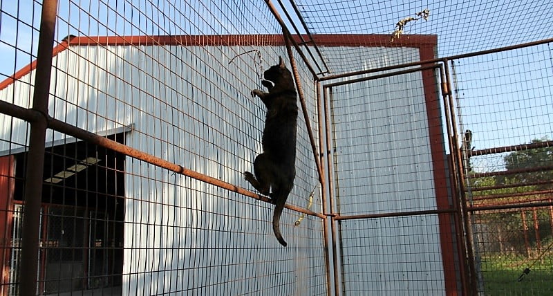 Breeding melanistic F4 Savannah cat in his cage