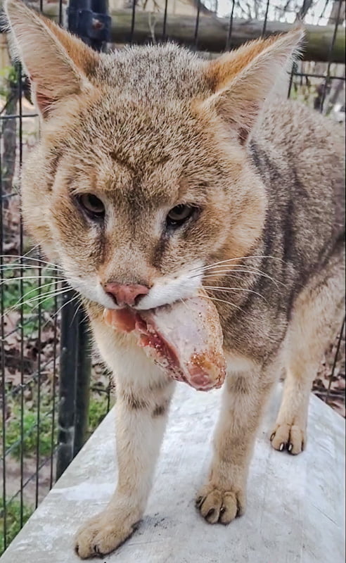 Captive jungle cat at a private zoo being feed raw meat
