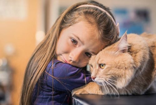 Cat illness diagnosis at home can be useful and life-saving