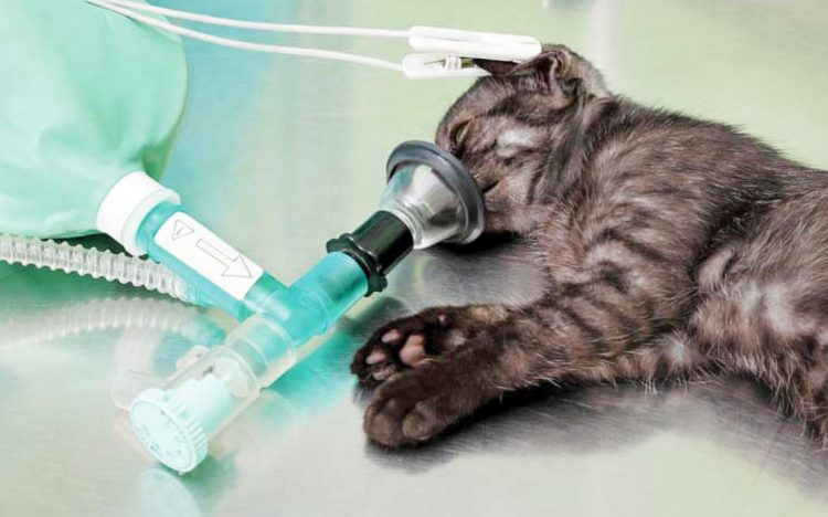 Cat under general anesthetic