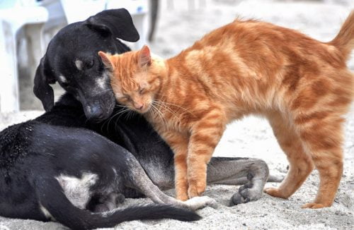 Cats and dogs together are great to see