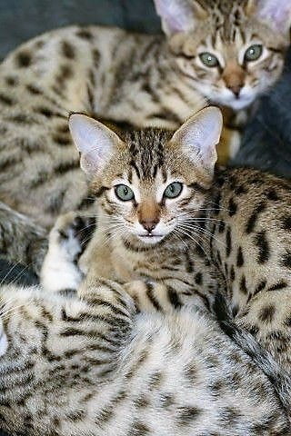 Cheetoh kittens