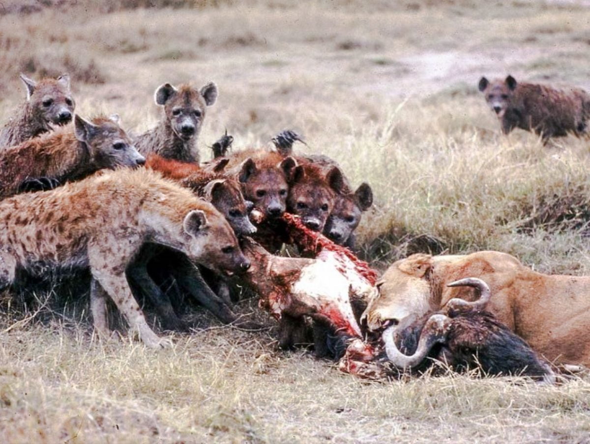 Competition between lions and hyenas is well documented