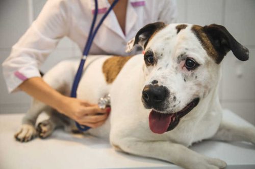 Congestive heart failure in dogs