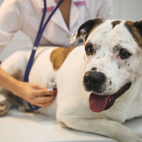 Congestive heart failure in dogs