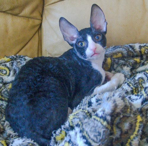 Cornish Rex from Russia