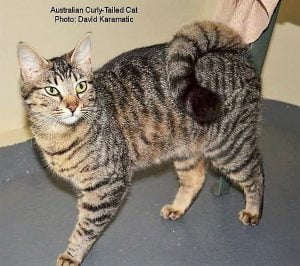 Curly tailed cat