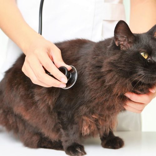 Cushing's disease in cats