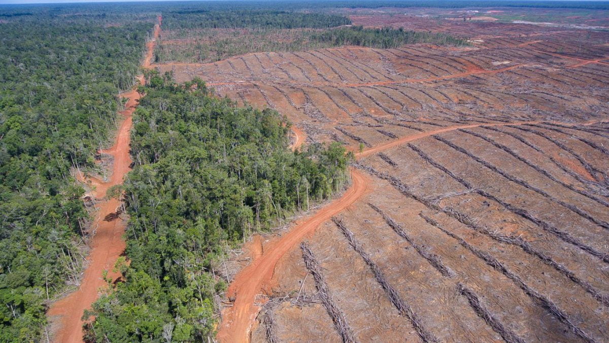 Deforestation for palm oil production in Papua