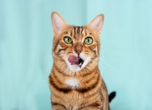 Dry mouth in cats can cause the cat to lick their lips to try and moisten them