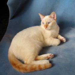 Flame point Siamese